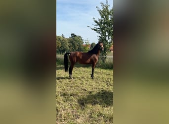 German Riding Pony, Gelding, 5 years, 14.1 hh, Brown
