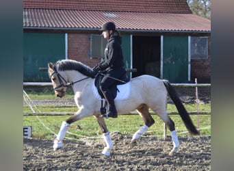 German Riding Pony, Gelding, 5 years, 14.1 hh, Buckskin
