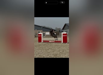 German Riding Pony, Gelding, 5 years, 14.1 hh, Buckskin