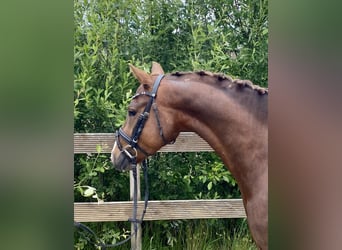 German Riding Pony, Gelding, 5 years, 14.1 hh, Chestnut