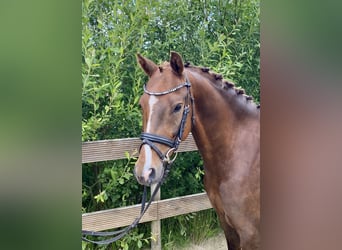 German Riding Pony, Gelding, 5 years, 14.1 hh, Chestnut