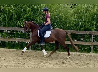 German Riding Pony, Gelding, 5 years, 14.1 hh, Chestnut