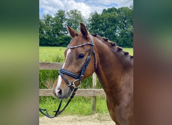 German Riding Pony, Gelding, 5 years, 14.1 hh, Chestnut