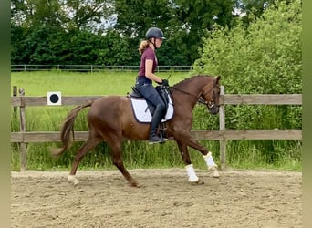 German Riding Pony, Gelding, 5 years, 14.1 hh, Chestnut