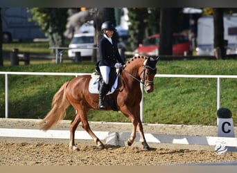 German Riding Pony, Gelding, 5 years, 14.1 hh, Chestnut-Red