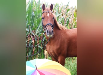 German Riding Pony, Gelding, 5 years, 14.1 hh, Chestnut-Red