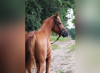 German Riding Pony, Gelding, 5 years, 14.1 hh, Chestnut-Red