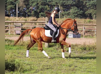 German Riding Pony, Gelding, 5 years, 14.1 hh, Chestnut-Red