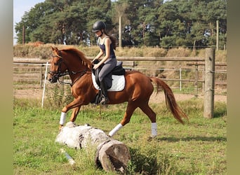 German Riding Pony, Gelding, 5 years, 14.1 hh, Chestnut-Red