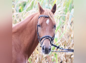 German Riding Pony, Gelding, 5 years, 14.1 hh, Chestnut-Red