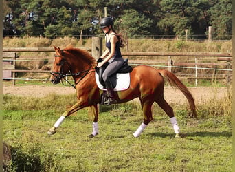 German Riding Pony, Gelding, 5 years, 14.1 hh, Chestnut-Red
