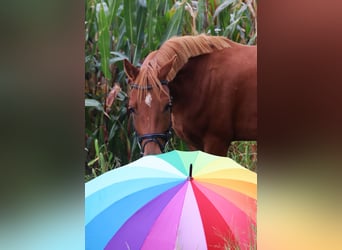 German Riding Pony, Gelding, 5 years, 14.1 hh, Chestnut-Red