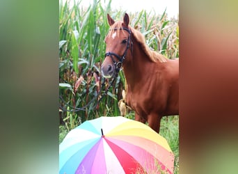 German Riding Pony, Gelding, 5 years, 14.1 hh, Chestnut-Red