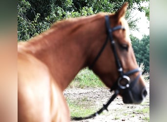 German Riding Pony, Gelding, 5 years, 14.1 hh, Chestnut-Red
