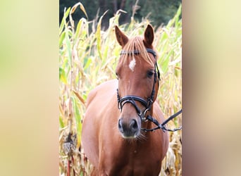 German Riding Pony, Gelding, 5 years, 14.1 hh, Chestnut-Red