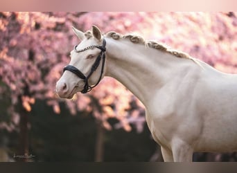 German Riding Pony, Gelding, 5 years, 14.1 hh, Cremello