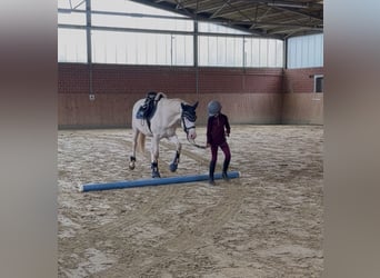 German Riding Pony, Gelding, 5 years, 14.1 hh, Cremello