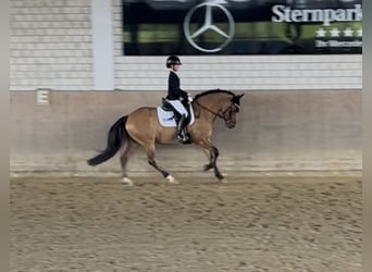 German Riding Pony, Gelding, 5 years, 14.1 hh, Dun