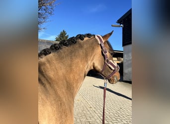 German Riding Pony, Gelding, 5 years, 14.1 hh, Dun