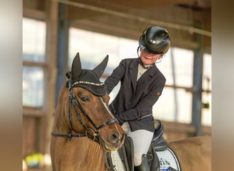 German Riding Pony, Gelding, 5 years, 14.1 hh, Dun
