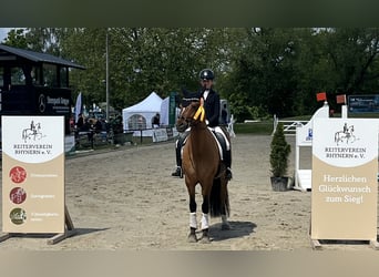 German Riding Pony, Gelding, 5 years, 14.1 hh, Dun