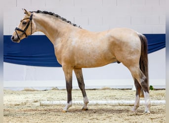 German Riding Pony, Gelding, 5 years, 14.1 hh, Dun
