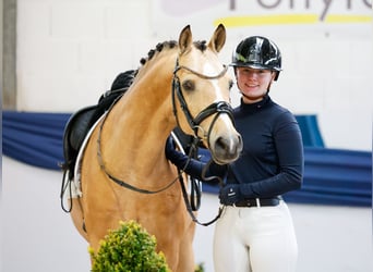 German Riding Pony, Gelding, 5 years, 14.1 hh, Dun
