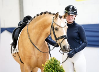 German Riding Pony, Gelding, 5 years, 14.1 hh, Dun