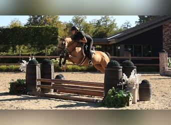 German Riding Pony, Gelding, 5 years, 14.1 hh, Dun