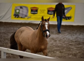 German Riding Pony, Gelding, 5 years, 14.1 hh, Dun