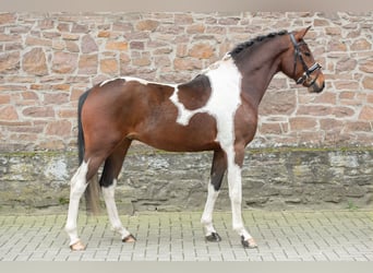 German Riding Pony, Gelding, 5 years, 14.1 hh, Pinto