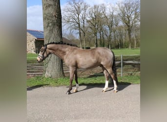 German Riding Pony, Gelding, 5 years, 14.1 hh