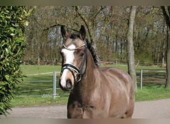 German Riding Pony, Gelding, 5 years, 14.1 hh