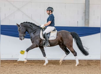 German Riding Pony, Gelding, 5 years, 14.1 hh, Smoky-Black