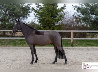 German Riding Pony, Gelding, 5 years, 14.1 hh, Smoky-Black