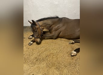 German Riding Pony, Gelding, 5 years, 14.2 hh, Brown