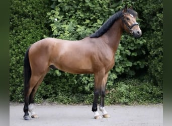 German Riding Pony, Gelding, 5 years, 14.2 hh, Brown