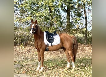 German Riding Pony, Gelding, 5 years, 14.2 hh, Chestnut
