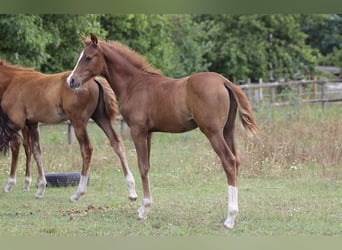 German Riding Pony, Gelding, 5 years, 14.2 hh, Chestnut