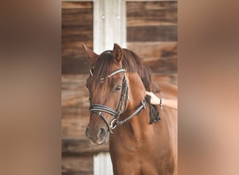 German Riding Pony, Gelding, 5 years, 14.2 hh, Chestnut