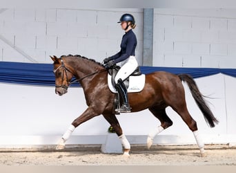 German Riding Pony, Gelding, 5 years, 14.2 hh, Chestnut