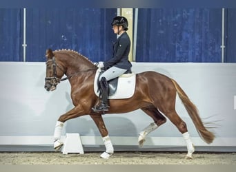 German Riding Pony, Gelding, 5 years, 14.2 hh, Chestnut