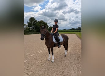 German Riding Pony, Gelding, 5 years, 14.2 hh, Chestnut