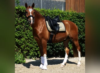 German Riding Pony, Gelding, 5 years, 14.2 hh, Chestnut-Red