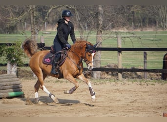 German Riding Pony, Gelding, 5 years, 14.2 hh, Chestnut-Red