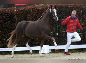 German Riding Pony, Gelding, 5 years, 14,2 hh, Chestnut-Red