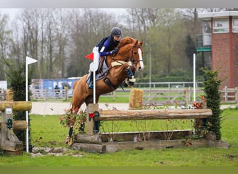 German Riding Pony, Gelding, 5 years, 14.2 hh, Chestnut-Red