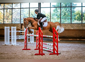 German Riding Pony, Gelding, 5 years, 14,2 hh, Chestnut-Red