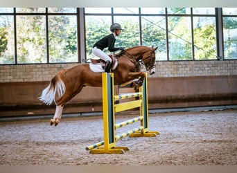 German Riding Pony, Gelding, 5 years, 14,2 hh, Chestnut-Red