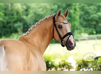 German Riding Pony, Gelding, 5 years, 14.2 hh, Dun